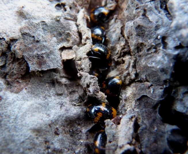 Piccoli coleotteri su un pino:   Diaperis boleti
